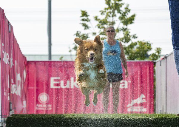 TOP DOGS: Local pooches compete in national championship